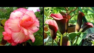 Overwintering Begonias amp Calla Lilies  easy guide [upl. by Segal]