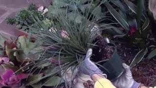 How to ReTransplant Bromeliads  Gardening Advice [upl. by Eras317]