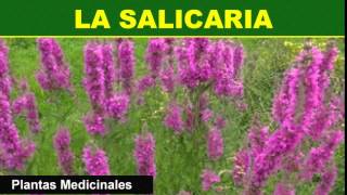 197 La Salicaria Plantas Medicinales [upl. by Hesper]