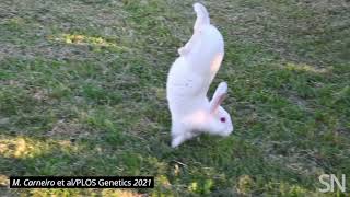 Watch a rabbit do a handstand  Science News [upl. by Atinat]