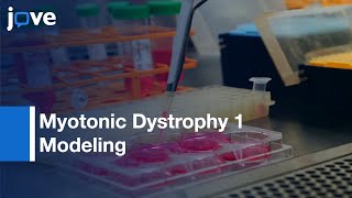 Myotonic Dystrophy 1 Modeling in C2C12 Myoblast Cells  Protocol Preview [upl. by Romano]