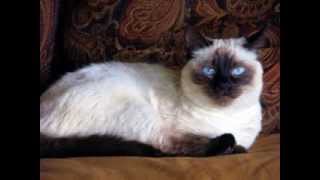 Balinese cat [upl. by Adnaval884]