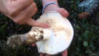 How to find Matsutake Pine mushrooms in BC Forests [upl. by Claudina]