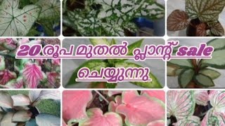 caledium calathea plants 40 rs മുതൽ [upl. by Maxy]