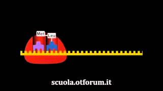 Biochimica  La sintesi delle proteine [upl. by Mazur953]