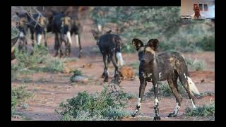 Naturetrek Roadshow African Wild Dog Conservation and Highlights of Botswana [upl. by Harbour]