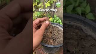 Over Potting  Plants get destroyed due to overwatering in over potting  shortsfeed gardening [upl. by Padegs]