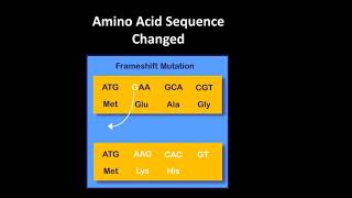 Frameshift Mutation [upl. by Laban]