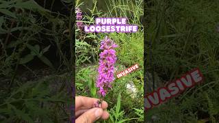 Another Invasive Wildflower  Purple Loosestrife shorts [upl. by Animor]