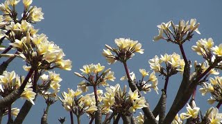 Plumeria world’s most beloved garden plant [upl. by Ruder]