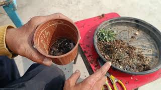 Succulent potting mix and repotting succulent [upl. by Virge]