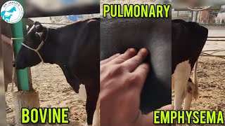 Bovine pulmonary EmphysemaGas Gangrene in cattlevet surgeon Dr javed khoso [upl. by Wolcott]