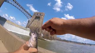 Fishing with shrimp and baby skipjack at eureka locks n dam in gallipolis [upl. by Ahsiekar]