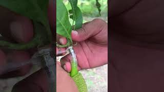 How to grafting Jackfruit​ with mango tree is Good idea [upl. by Adnarrim]