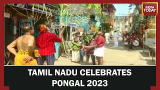 Pongal 2023 Festival Celebration Tamil Nadu Government Declares Holidays In Schools [upl. by Glaudia]