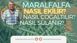 MARALFALFA NASIL Ã‡OÄALTILIR  NASIL SULANIR   NASIL DÄ°KÄ°LÄ°R  MARALFALFA TURHAN KENDÄ°RLÄ° [upl. by Felipa]