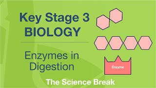 Key Stage 3 Science Biology  Enzymes in Digestion [upl. by Ahsuatan553]