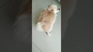 Dogs butthole stuck and cannot poop Part 34 [upl. by Yejus]