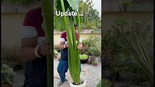 🍀Update সেই মানকচু গাছ মনে আছে❓next update of taro root plant garden youtubeshorts foryoupage [upl. by Sillyhp]