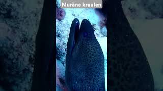 Muräne kraulen Ägyptentauchenfischevacationscubadivingnatururlaubyoutubeyoutubeshortsytshot [upl. by Qahsi565]