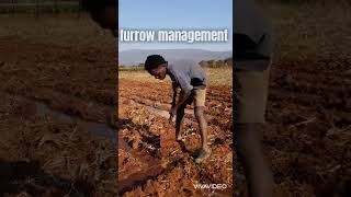 furrow irrigation [upl. by Nannette]