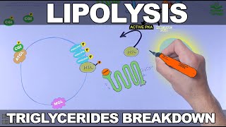 Lipolysis Pathway  Triglycerides Breakdown [upl. by Schroth227]