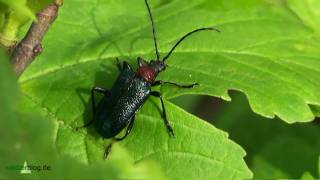 Nlp Bayer Wald BlaubockKäfer im SommerOutfit  Carilia Gaurotes virginia [upl. by Anaujnas925]