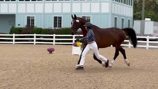 Cami broodmare class Devon 2024 [upl. by Joceline]