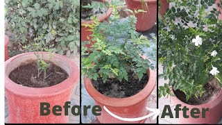 Jasminum GrandiflorumChambeli plant care  Best fragrance plant for your garden UrduHindi [upl. by Anaujit997]