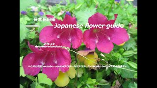 縦横整列？！Vertical and horizontal alignment  アサリナ Asarina scandens 季節の花 日本花図鑑 Japanese flower guide [upl. by Neleag685]