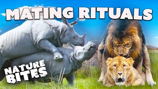 Love in the Wild Animal Mating Rituals  Nature Bites [upl. by Teirrah]