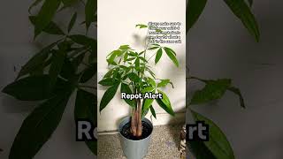 Repot Alert 🪴Money Tree shortsfeed plants houseplant garden houseplantdecor plantlover [upl. by Yrmac]