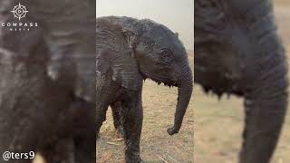 Baby Elephant Rescued from Mud by Ears [upl. by Kanya61]