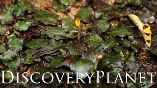 【ASMR】 and Cryptocoryne aura in Makau Hill [upl. by Euqnomod]