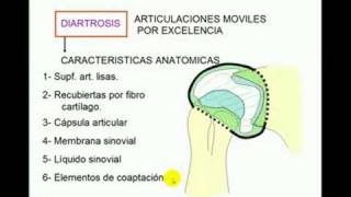 Clasificación de articulaciones [upl. by Rheingold]