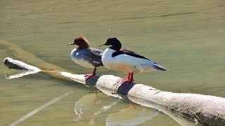 Gänsesäger Mergus merganser – Goosander [upl. by Graeme]