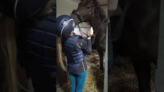 HOOFDSTEL bij PAARD om doen PAARD HELPT mij daarbij om het ZELF GOED TE DOEN paard shorts [upl. by Kippar]