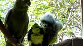 Amazon Parrots Mating [upl. by Olin]