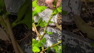 How to harvest Warrigal greens￼￼ [upl. by Irak]