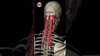 Explore Cervical and Head Extension Like Never Before [upl. by Annawat]