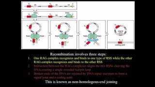 Immunology BCR antibody genetic diversity mechanisms [upl. by Wahlstrom]