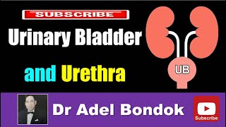 Urinary Bladder and Urethra Dr Adel Bondok [upl. by Assirrak]