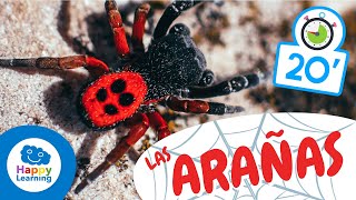 LAS ARAÑAS🕷️  Animales para niños I Vídeos Educativos para Niños [upl. by Aetnahs]