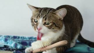 Funny Cat Reaction to a Baby Brush [upl. by Orual]