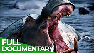 Wild Congo  Part 1 River of Monsters  Free Documentary Nature [upl. by Nickelsen680]