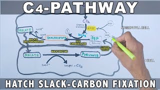 C4 Pathway Carbon Fixation [upl. by Olim]