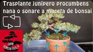 Trasplante de pre bonsai de junipero a maceta de bonsai bonsai con material humilde bonsai [upl. by Alilahk]