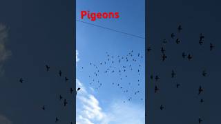 Best Pigeon racing 😳shots pigeon pets racing pigeonlover  sadinbangla71 [upl. by Ailaroc]