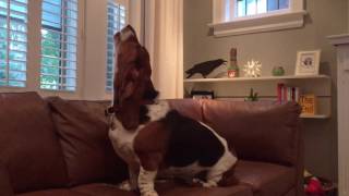 basset hound howling [upl. by Charline464]