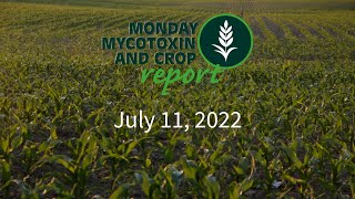 Monday Mycotoxin and Crop Report for July 11 2022 [upl. by Marchal]